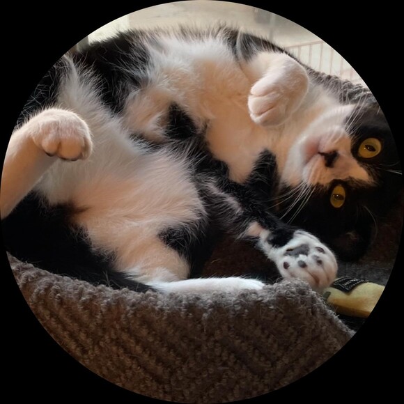 moxiecat20